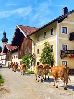 Almglück - Rottau - 3