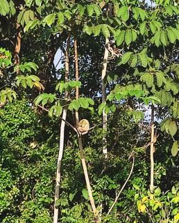 Kocorica - Parrita - 8