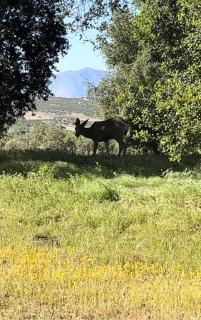 Country Cowboy Hot Tub Hideaway on 20 Acres - Borrego Springs - 2