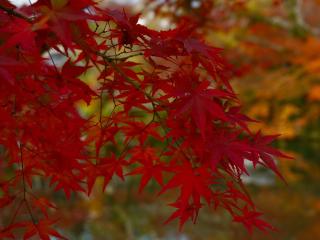 IROHA STAY Kyoto 颯 - Sou - - Kyōto - 1