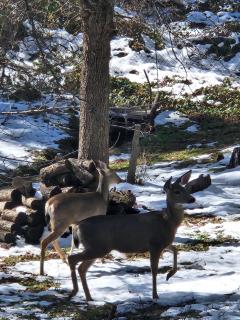 -Serendipity Lodge at Yosemite- BBQ-Full Kitchen-King Bed - Oakhurst - 8