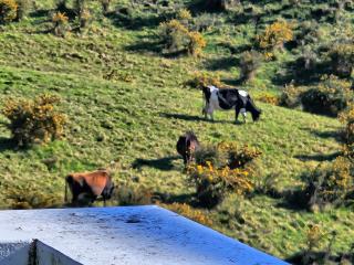 Waihi beach Toroha cosy cabin - 2