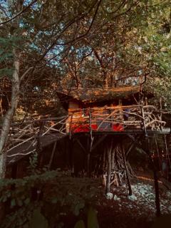 Forest TreeHouse - 8