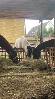 Schlafen auf dem pferdehof einfach gehalten mit Kühlschrank - Duingen - 6