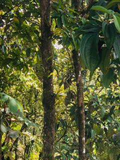 Entre Brisas y Árboles - 6