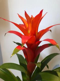 The Bloom-Room - Stratford-upon-Avon - 2