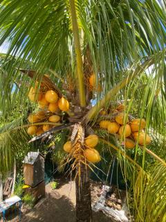 Vue imprenable sur la mer des Caraïbes - Les Anses-d'Arlets - 1