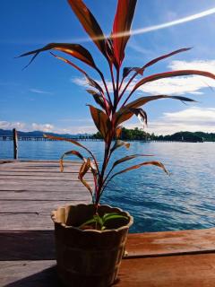 Raja Ampat Triton Homestay - Kri - 5
