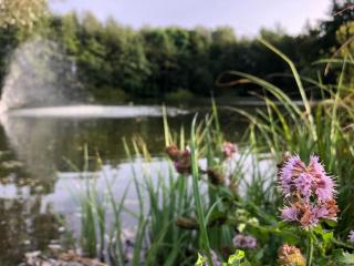 Le Cottage de l etang - Bourbourg - 6
