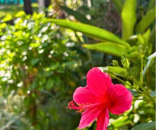 Jungle Hut-Annabelle's Beach Apartments at Bernard Simao,Calangute,Goa - 7