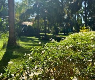 Jungle Hut-Annabelle's Beach Apartments at Bernard Simao,Calangute,Goa - 5