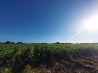 Au Coeur des Vignes Médoc - Saint-Sauveur - 3