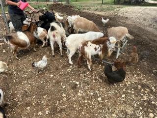 Lucky Star Ranch - Shooting Star - Tarpley - 6