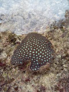 Wobbegong Homestay - 8