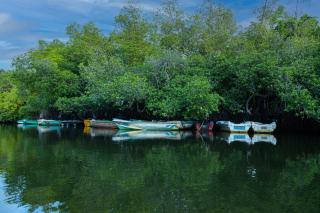 THE Mangrove cave Hotel - Balapitiya - 2