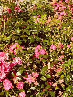 Charming sunroom with panorama view - 1