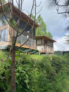 Pine Tree View - Jajal - 0
