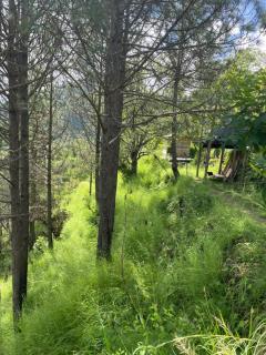 Pine Tree View - Jajal - 9
