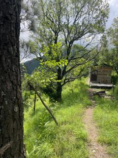 Pine Tree View - Jajal - 8