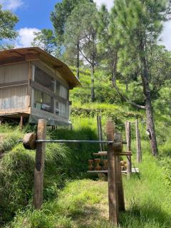 Pine Tree View - Jajal - 6