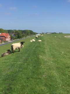 Haus Denker - Brunsbüttel - 6