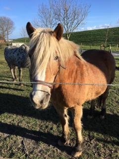 Haus Denker - Brunsbüttel - 3