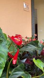 Pana House - Calheta - 8