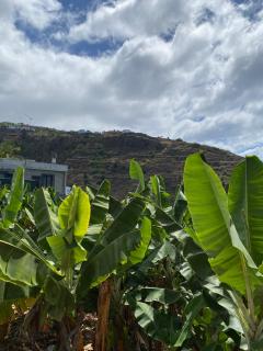 Pana House - Calheta - 9