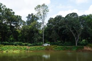 SaffronStays Biccode Woodside Heritage - Belūr - 5