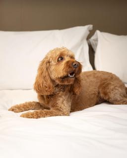 Stoke Place- Part of the Cairn Collection - 2