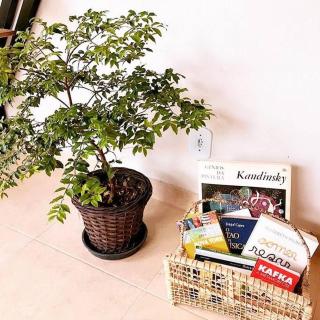 Paz e charme na Cidade Imperial - 2