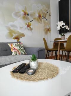 Orchis - Kragujevac - 7