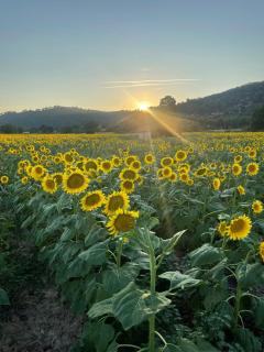 Cœur de provence - 3