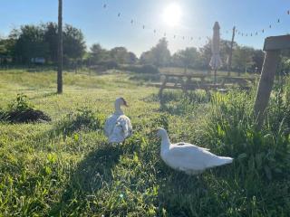 Farmen - beautiful view among animals - 0