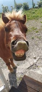 AgriBnB Casa Furnaredda - 5