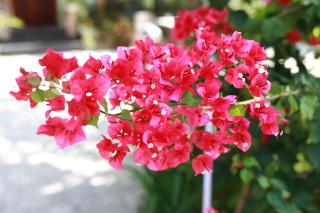 Bougainvillea Homestay 3BR - Lotus Pond - Cooking Class - Pool - BBQ Garden - Vung Tau - 0