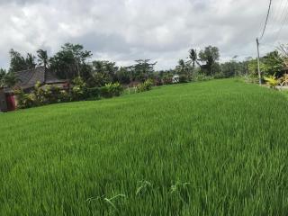 Mahasitta villa - Ubud - 1