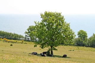 Ferienwohnungen in Göhren - Göhren - 6