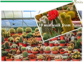 Cameron Nova Highlands Resorts II - Brinchang - 2