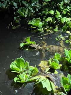 Amazon Jaguar Adventure & Lodge - Iquitos - 3