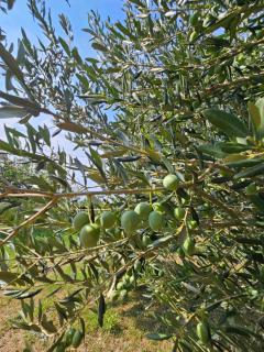 Apartment Milada - Banjol - 4