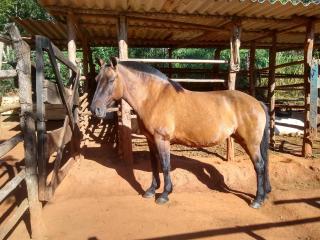 Fazenda a 6km de São Bartolomeu - 3