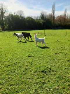 La ferme stanczak - 1