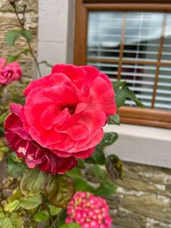 Country Cottage on Private Estate - 5