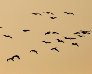 Zambezi Dusk - Livingstone - 1