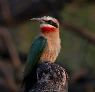 Zambezi Dusk - Livingstone - 4