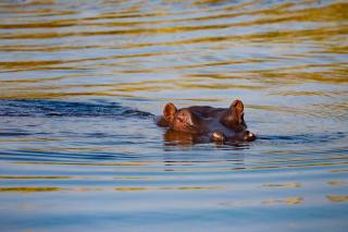 Zambezi Dusk - Livingstone - 0