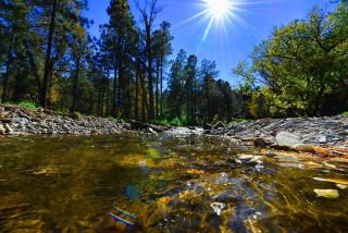 Rivers Edge Cabin - Ruidoso - 5
