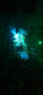 La Jungle Room - Rognac - 7