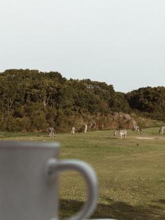 Stanley Island - Plettenberg Bay - 3
